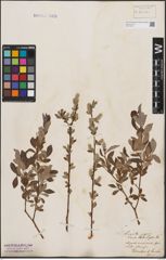 Foto von Salix aurita L. x Salix repens L.
